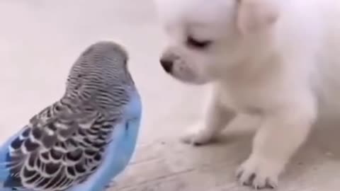 FUNNY DOG AND BIRD LOVE EACH OTHER🤣❣/CUTE PUPPY