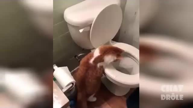 Funny cats imitate everything, even humans, a wonderful thing