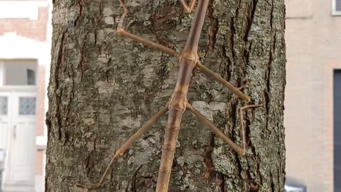 Giant Stick Insect Walks on a Tree