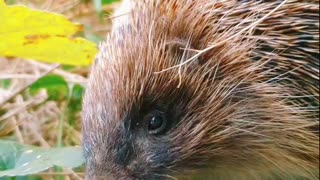 A brave hedgehog came to my yard