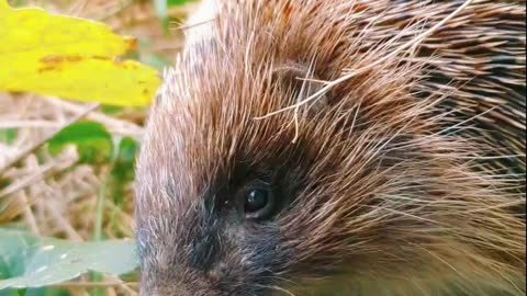 A brave hedgehog came to my yard