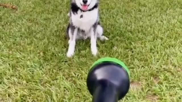 Husky Dog taking Shower