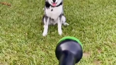 Husky Dog taking Shower