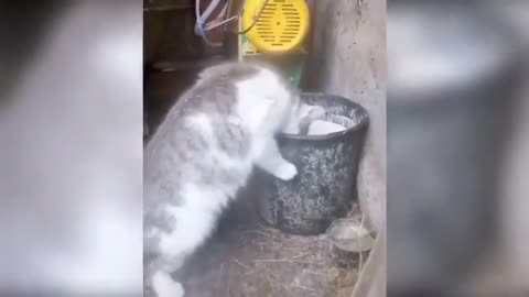 Funny Animals Сompilation 👍 Best Of The 😹 2020-2021 🤣 #01