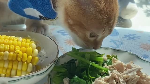 A proper vegetable cat, keep the meat for the last