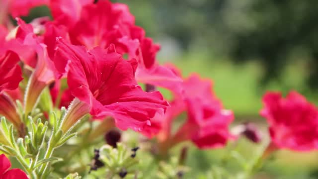 Flower Blowing in Wind