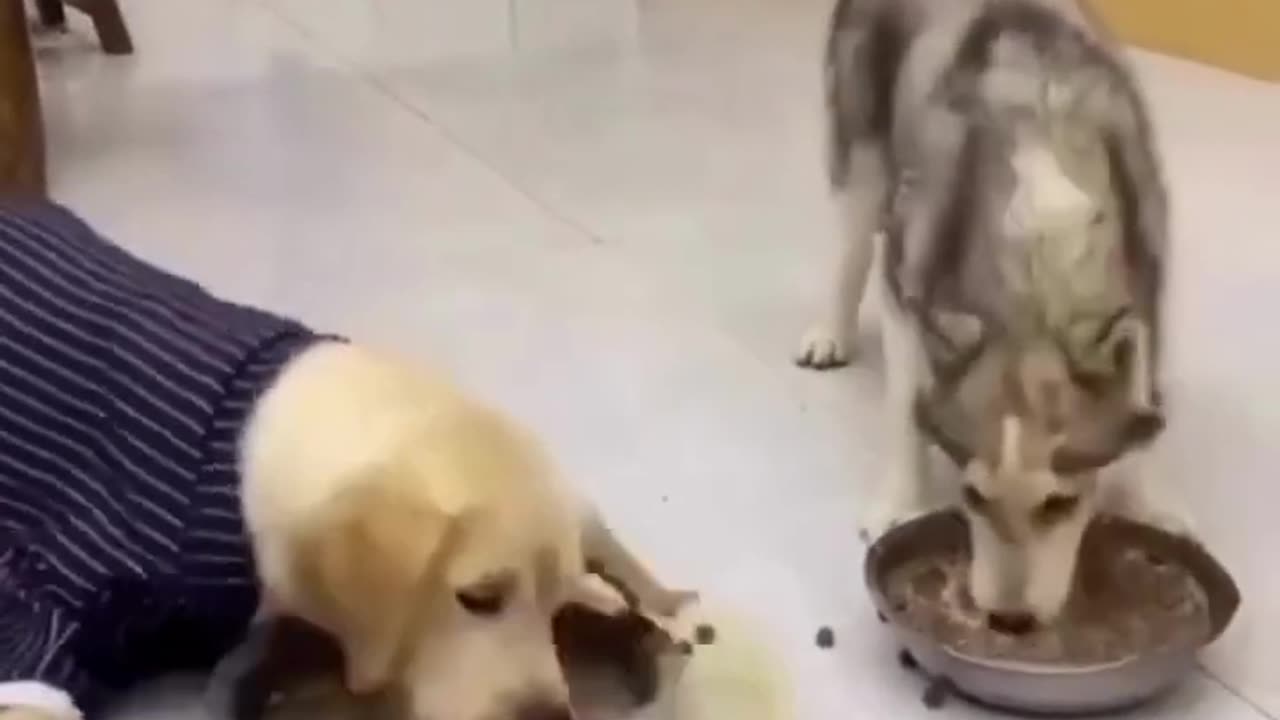funny dogs