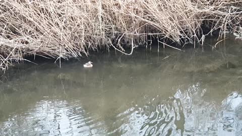 A baby duck is swimming.