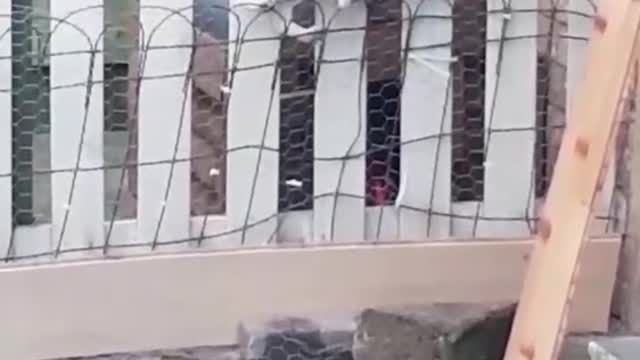The great escape