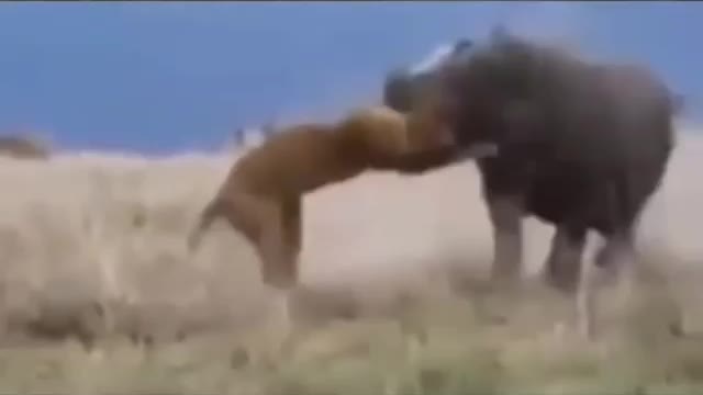 Hippos fight Lions