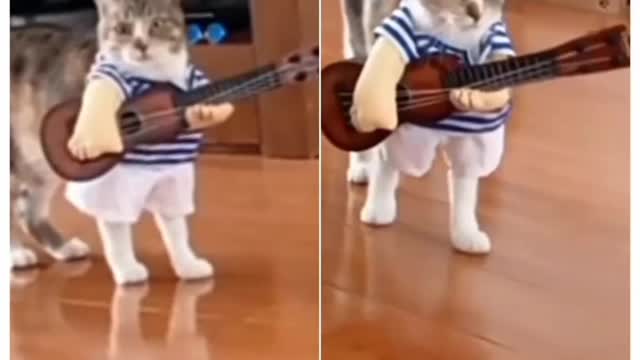 cat and its guitar