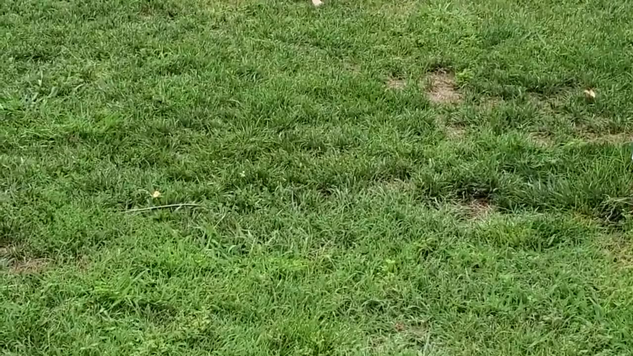 Chicken and Dog Play Together