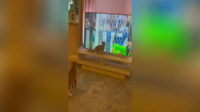 cat defending ball from TV