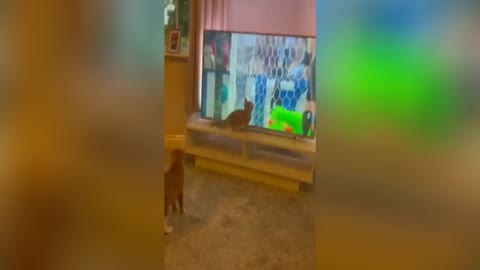 cat defending ball from TV