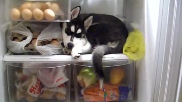 what she found in the fridge is just amazing