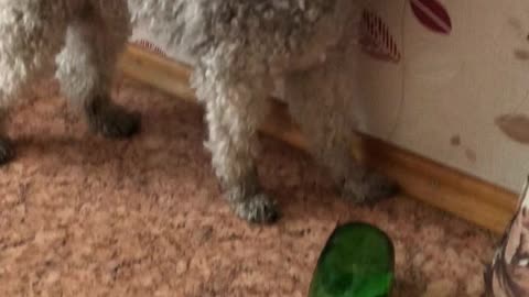 poodle puppy Patric VS a bottle