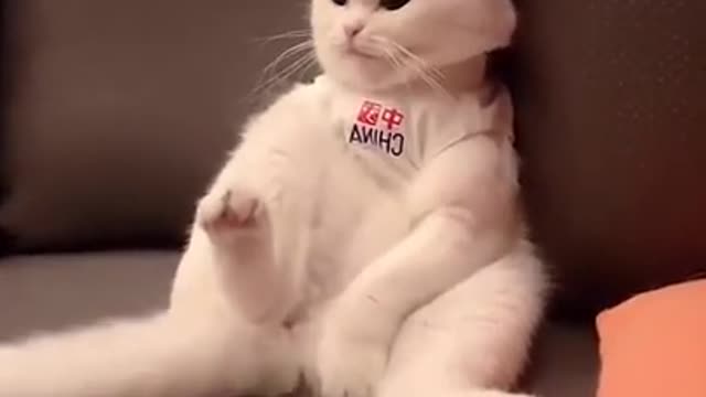 FUNNY ANIMALS VIDEOS