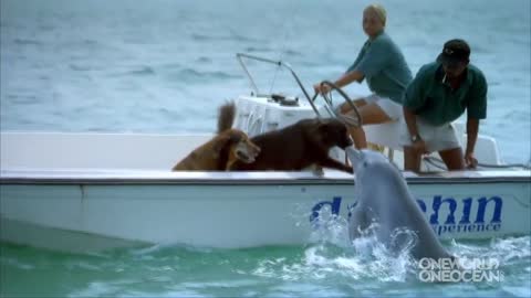 Dolphin kisses Dog