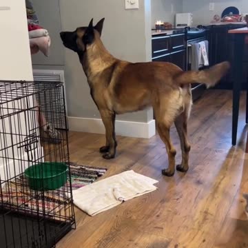 Dog Helps With Towels #dog #smartdog #doglife