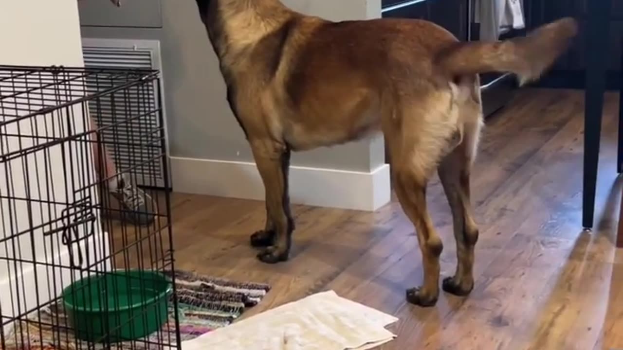 Dog Helps With Towels #dog #smartdog #doglife