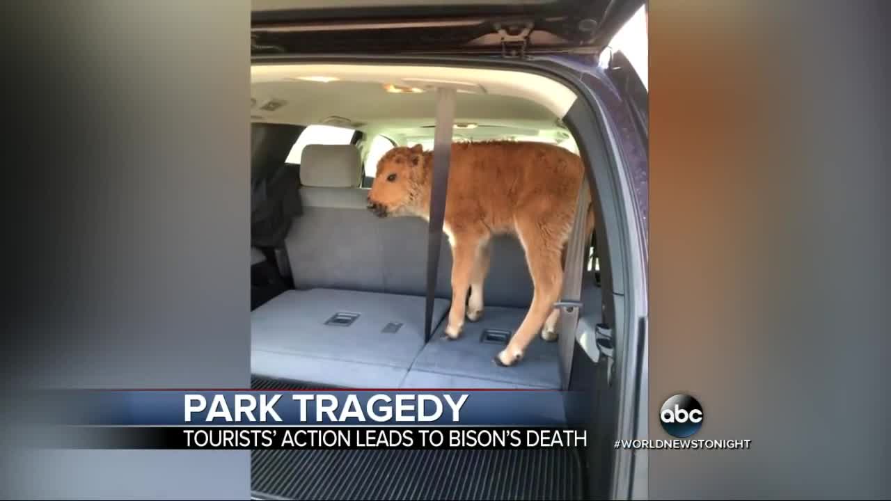 Baby Bison Put Down after Yellowstone Visitors Load Calf Into Car