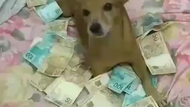 vai mexer com dinheiro da cachorra