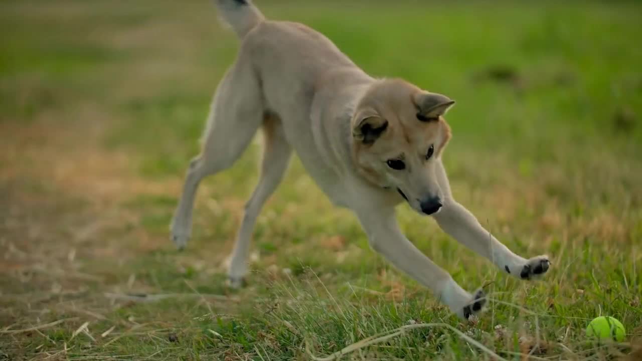 Handsome girl, sitting on the grass, throws a tennis ball to her dog to bring it back