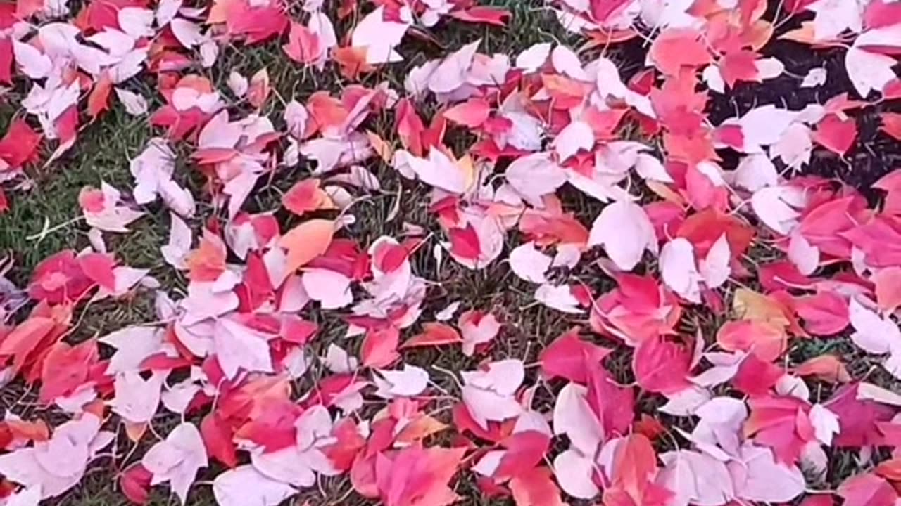 Fallen leaves nature song