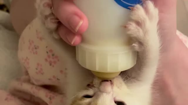 Precious Little Kitten Is Drinking Milk Like Human Baby In This Family