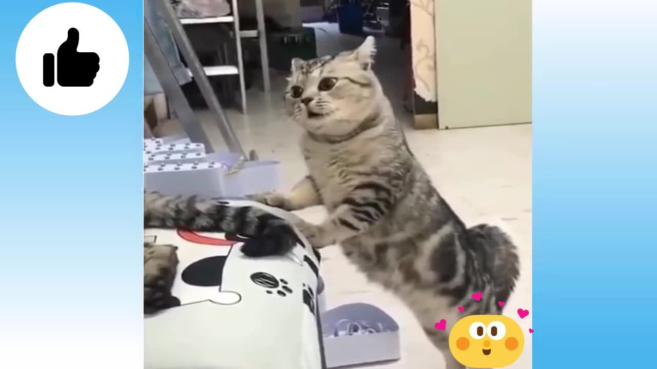 Funny Cat Videos - Try Not To Laugh