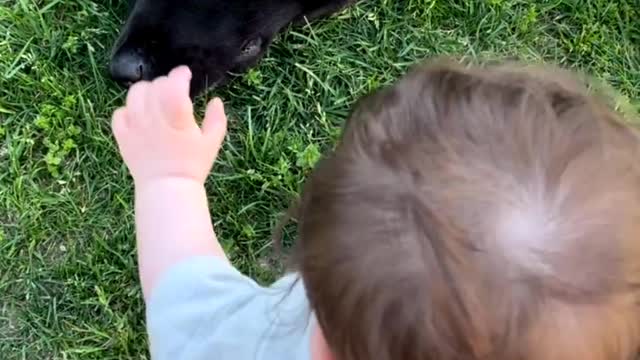 Baby play with dog