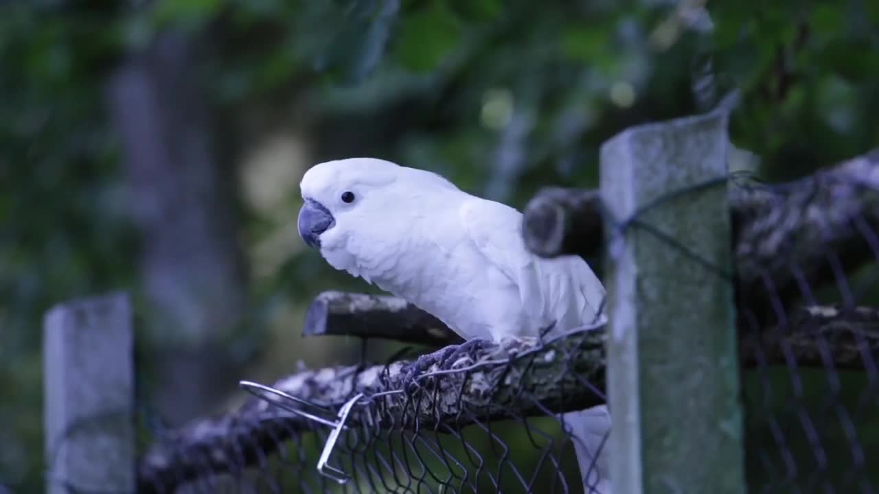 Parrot dancing 1