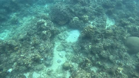 Snorkeling Day: Unveiling Underwater Wonders