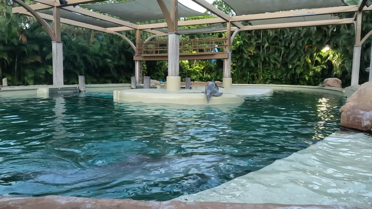 4 year old male dolphin Vid 1