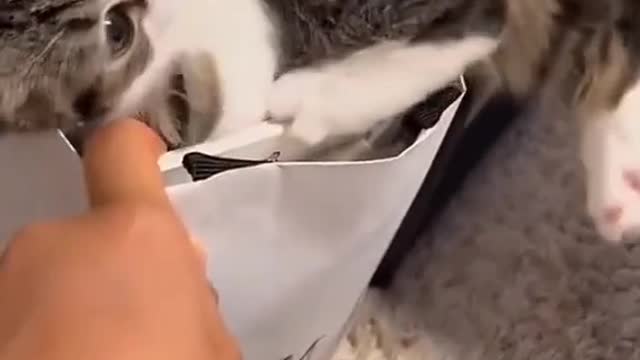 Lively and cute kittens play