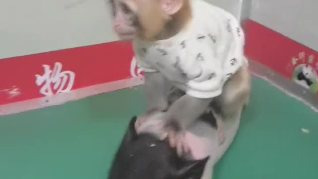 Little monkey bullying piggy