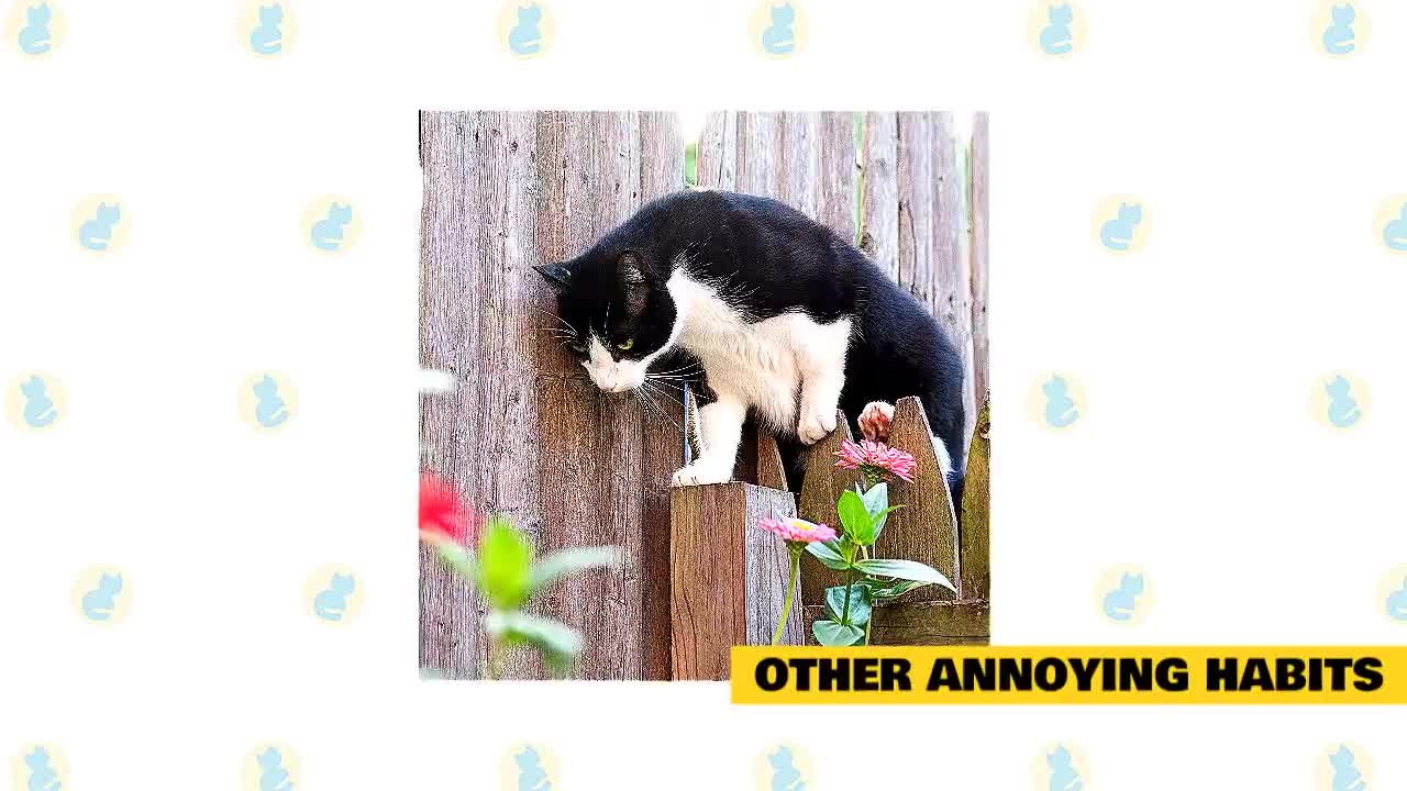 Interesting Cat Facts