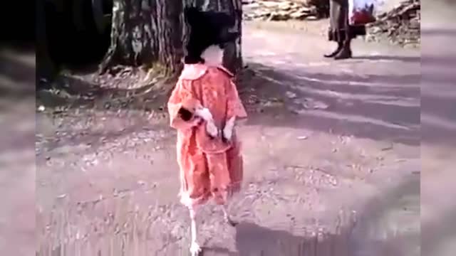 DOGS WALKING AS PEOPLE Fun, Pranks, Jokes, Humor