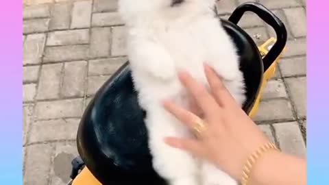 Cute cat video