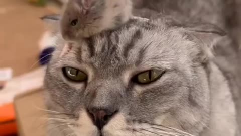 cat and mouse