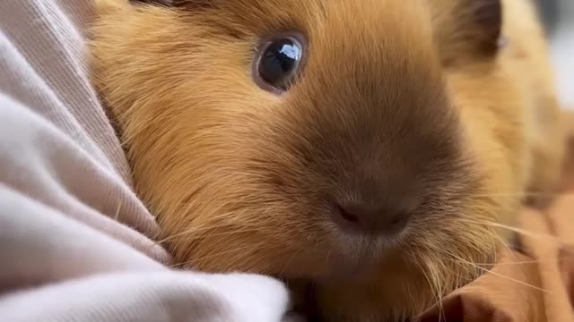 So Cute Awesome