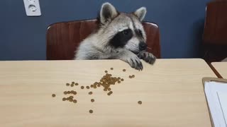 Raccoon sits down and eats.