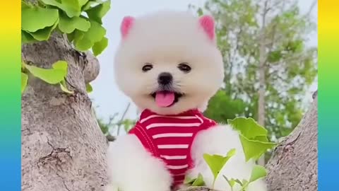 Cute Funny DOG