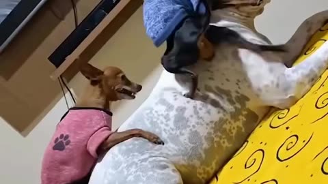 Dogs Lover's