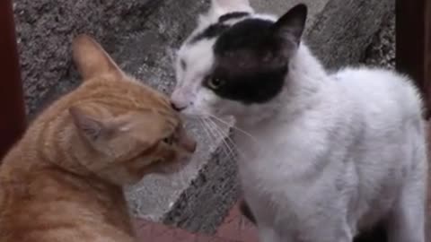 Video Of Cats Standing Near Each Other