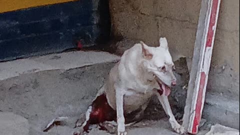 Injured Dog doglover #rescuestraydogs #cat #animals #instastrays