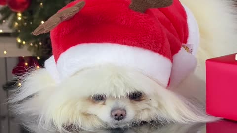 Dog celebrating christmas eve with their family