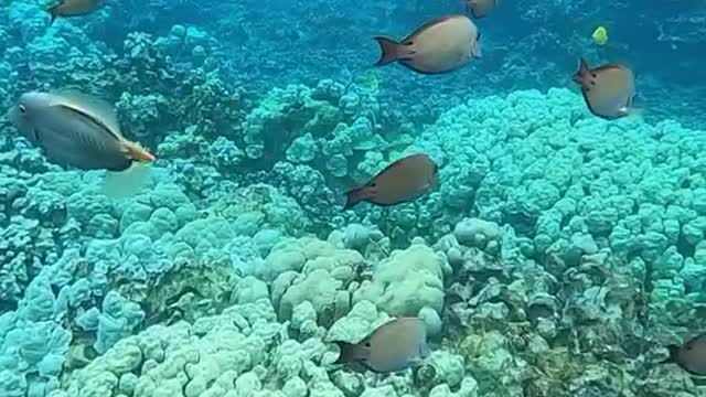 justkeepswimming
