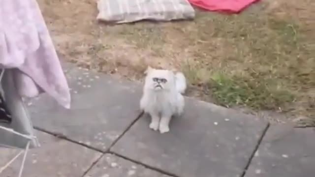 Crazy psycho cat