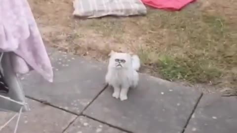 Crazy psycho cat